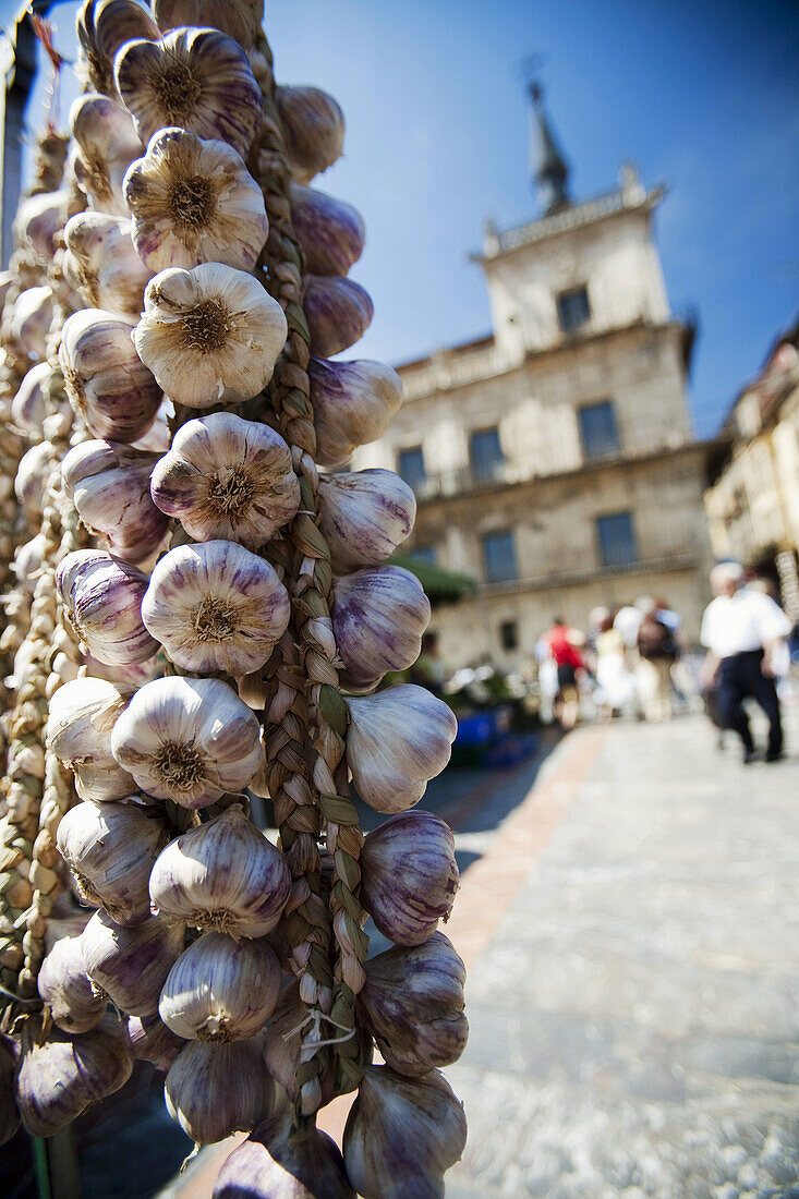 Strings of garlic in the Main Square,  Leon. Castilla-Leon,  Spain