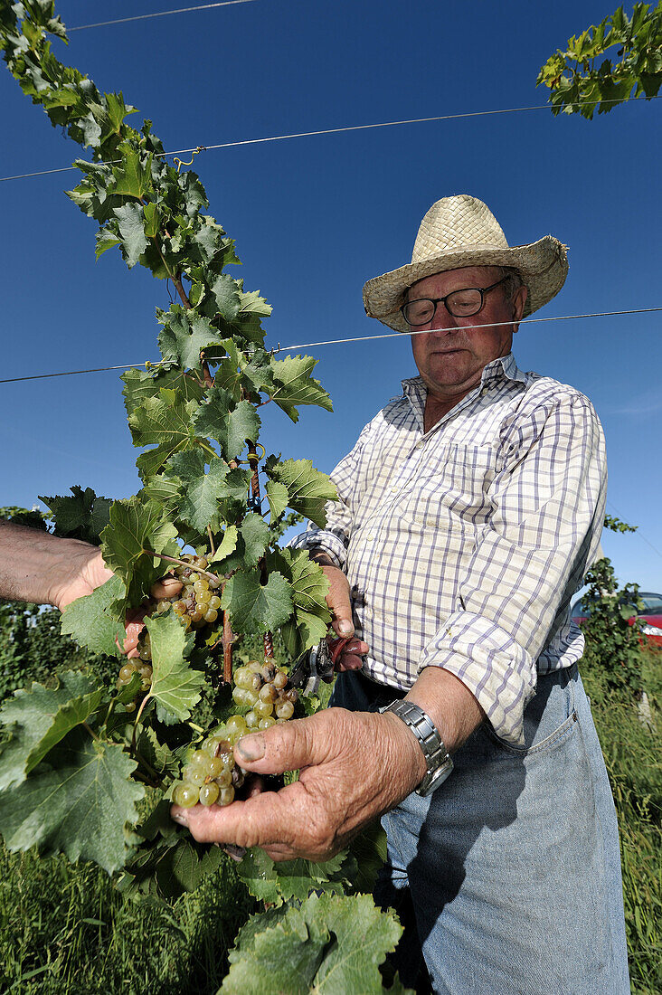 Adria, Alt, Arbeiter, Bauer, Baum, Brunello, Chianti, Di, Ernte, Essen, Frucht, Früchte, Gemüse, Italien, Italiener, Landwirtschaft, Mann, Meer, Mensch, Montalcino, Nahrung, Pinot, See, Sommer, Sonne, Traktor, Traube, Wein, XJ9-812308, agefotostock 