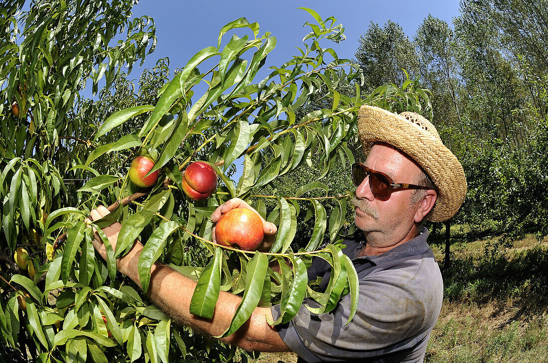 Agriculture, Farmer, Food, Fruit, Glassies, Italy, Peach, Summer, Sun, Tree, Vegetable, Worker, XJ9-812384, agefotostock 