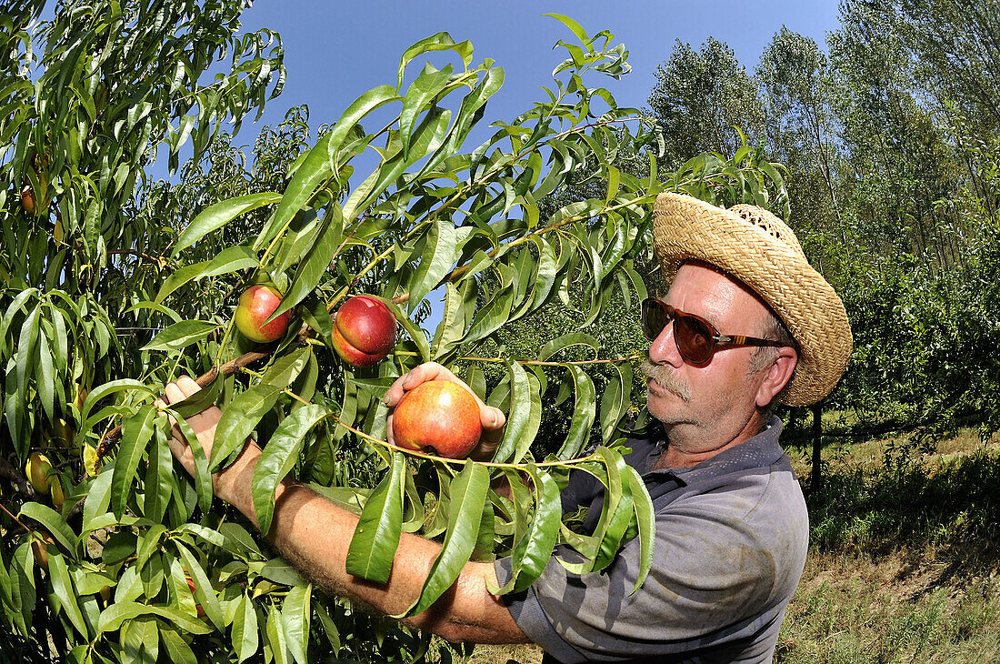 Arbeiter, Bauer, Baum, Essen, Frucht, Früchte, Gemüse, Glassies, Italien, Landwirtschaft, Nahrung, Pfirsich, Sommer, Sonne, XJ9-812384, agefotostock 