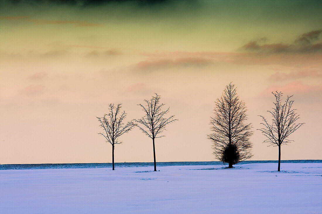 Trees,  Winter,  Snow