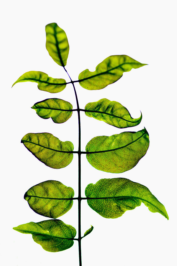 Green leaves,  leaf,  details