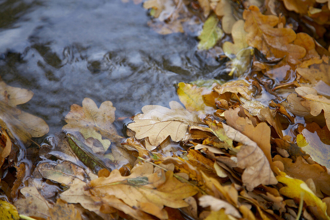 Fallen oak leaves in a stream