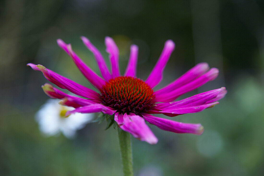 Close-up of a purple coneflower