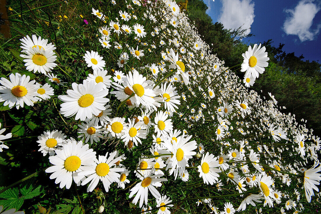 a field full of daisies on a warm summers day