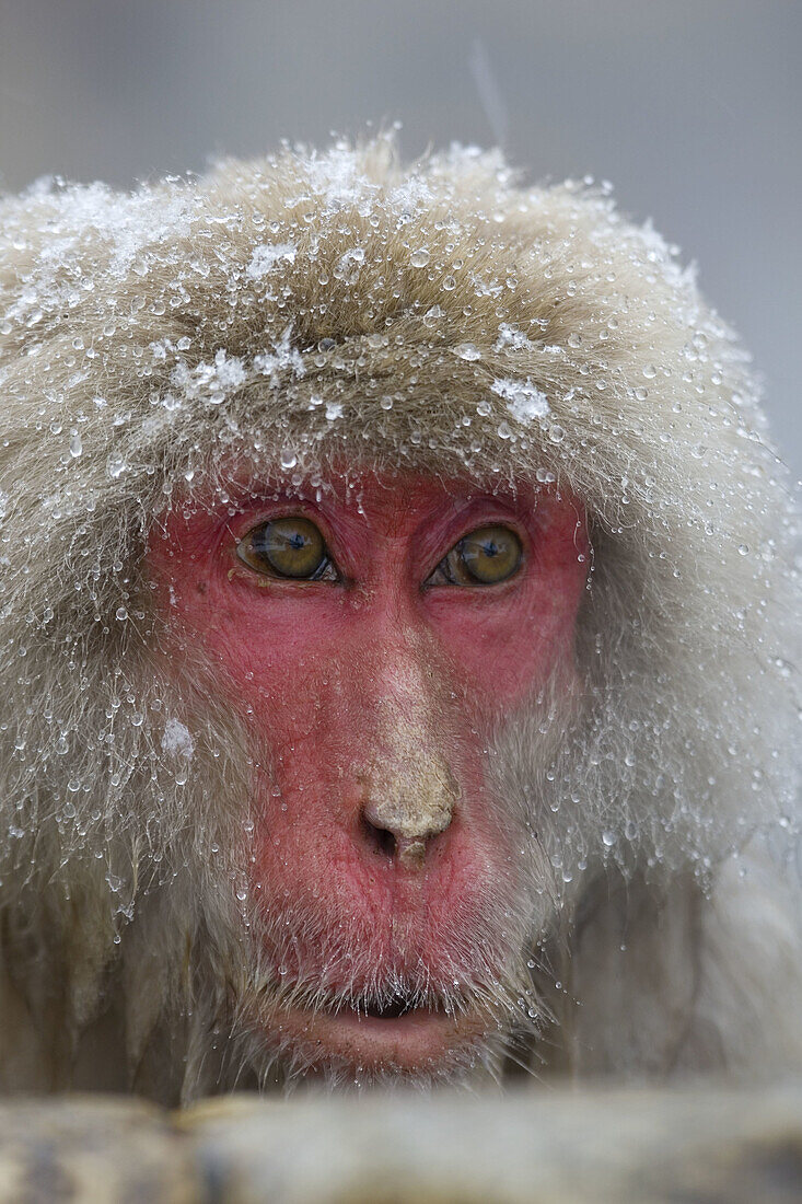 Japanese Macaque Macaca fuscata,  Jigokudani Yaen-koen,  Nagano Prefecture Japan