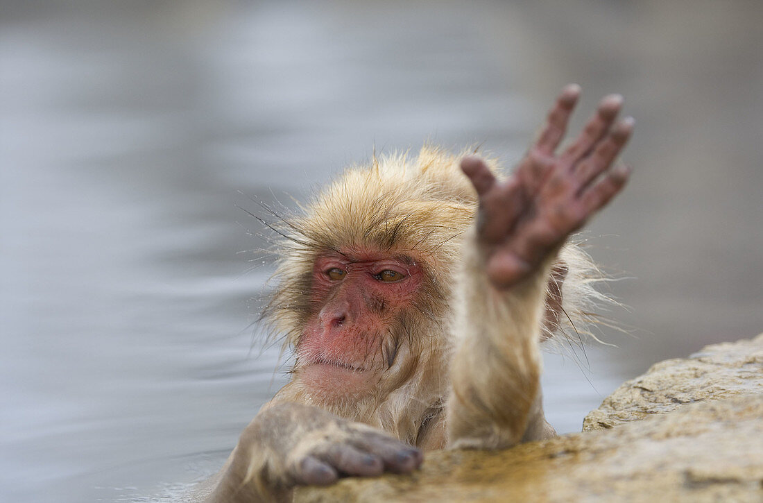 Japanese Macaque Macaca fuscata,  young Might be say hello,  Jigokudani Yaen-Koen,  Nagano Prefecture Japan
