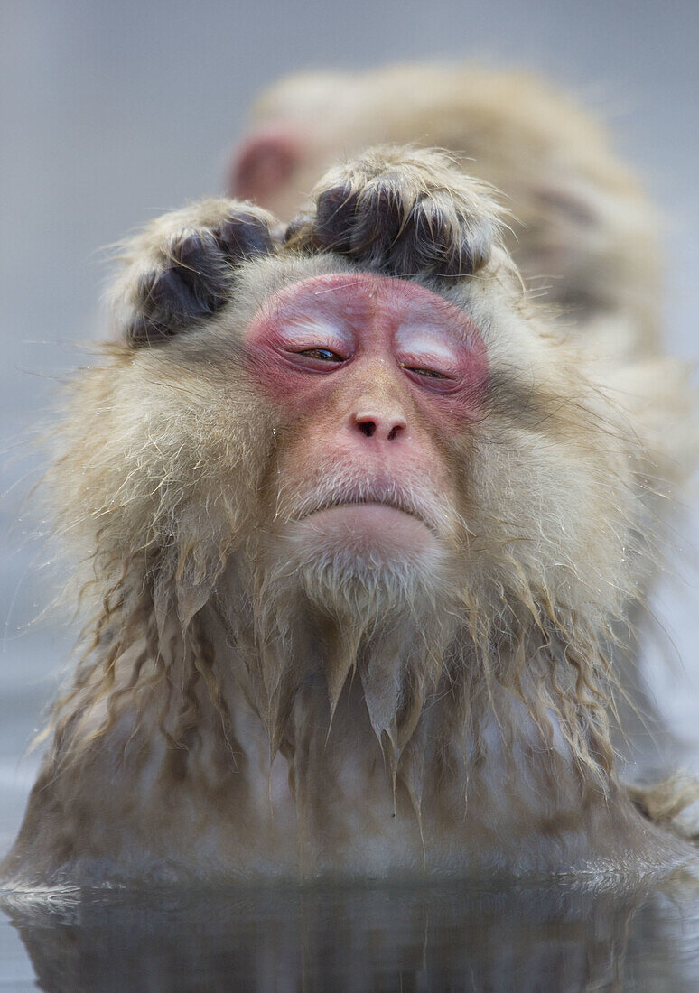 Japanese Macaque Macaca fuscata,  enjoy the strokes,  Jigokudani Yaen-Koen,  Nagano Prefecture Japan