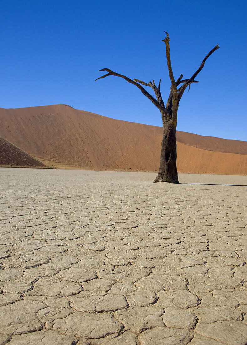 Camelthorn dead tree (Acacia erioloba),  Dead Vlei,  Namib_Naukluft National Park,  Namib desert. Namibia