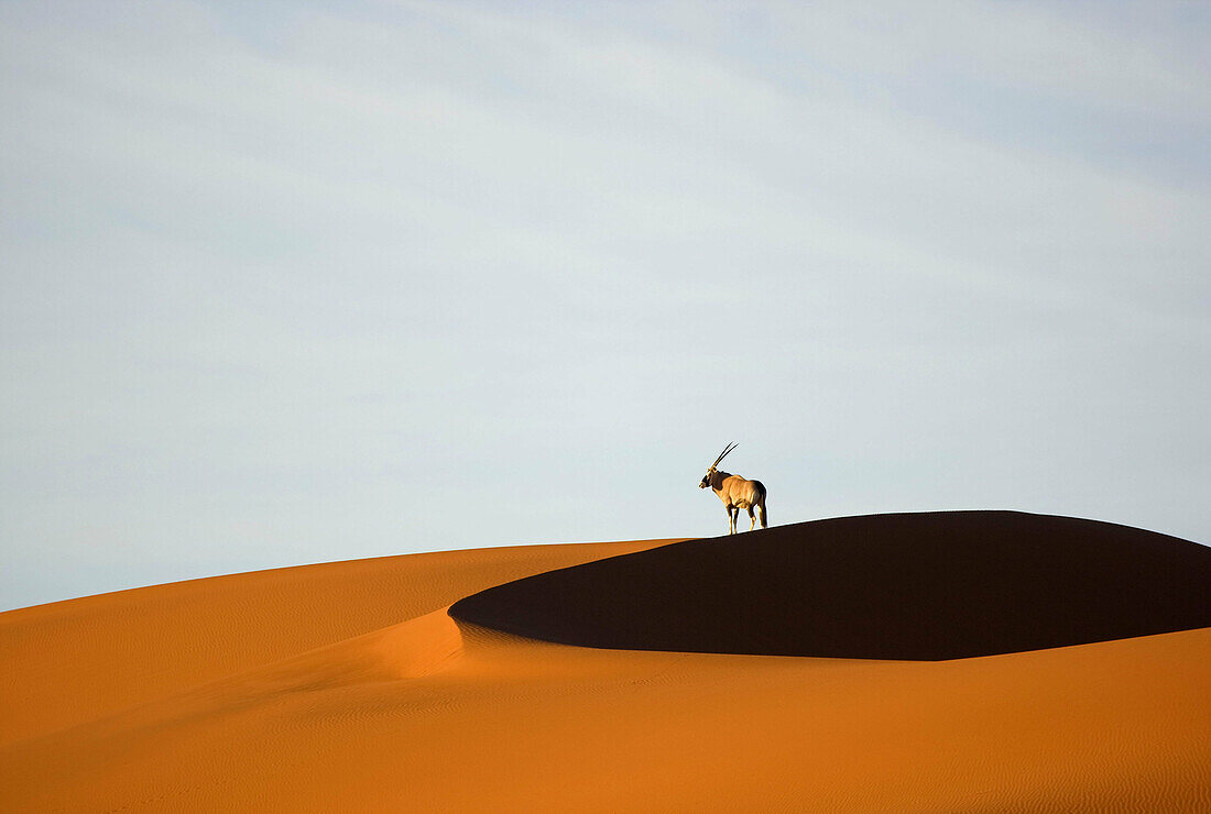 Gemsbok (Oryx gazella), in the dunes,  Namib_Naukluft National Park,  Namib desert,  Namibia