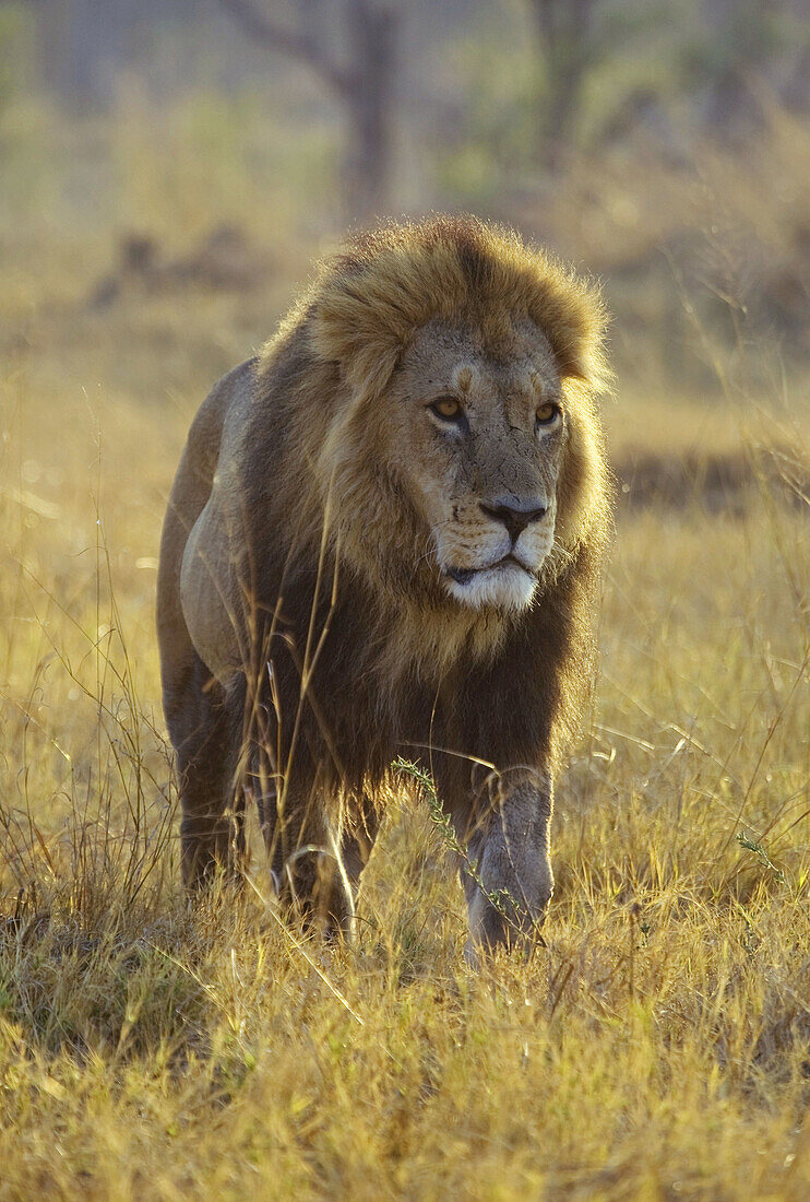 Lion (Panthera leo) _ Male,  Moremi Game Reserve,  Okawango delta,  Botswana