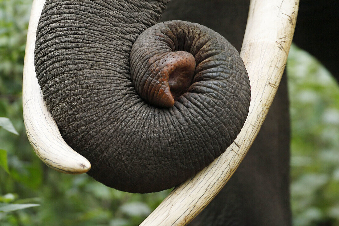 Asian Elephant Trunk. BRT Wildlife Sanctuary,  Karnataka,  India