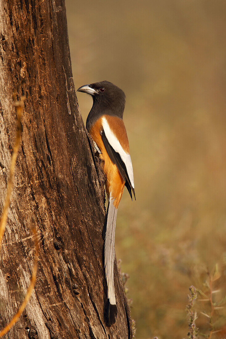 Rufous Treepie. Keoladeo Ghana National Park,  Rajasthan,  India