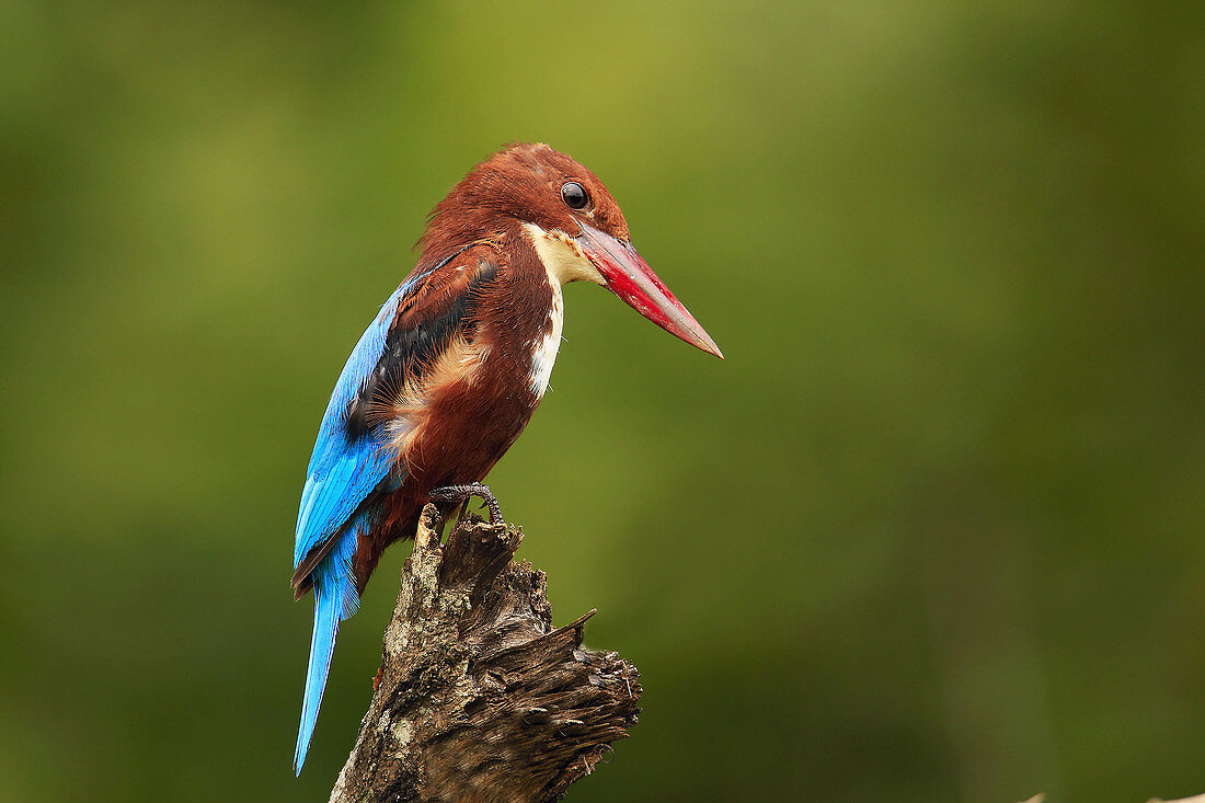 White Throated Kingfisher. BRT Wildlife Sanctuary,  Karnataka,  India