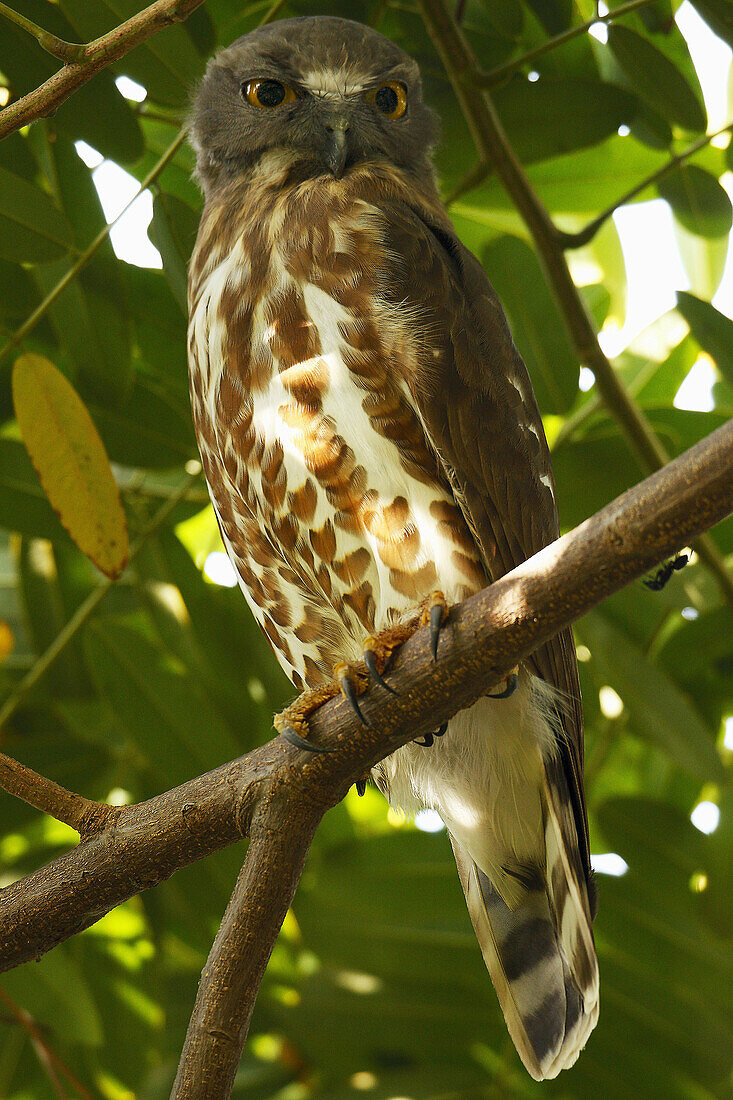 Brown Hawk Owl. Chambal Valley,  Madhya Pradesh,  India
