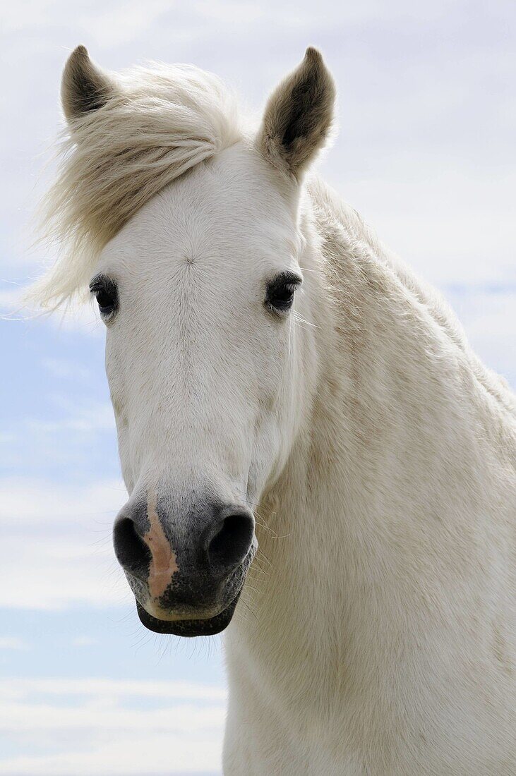 White horse,  Camargue,  France