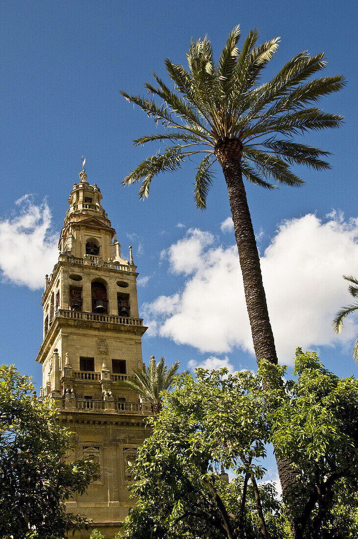 Patio de los Naranjos (orange tree courtyard) and minaret tower of the Great Mosque,  Cordoba. Andalusia,  Spain,  2009