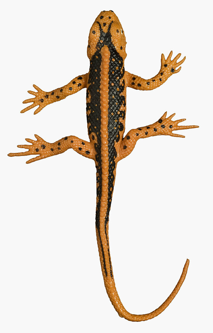 lagarto