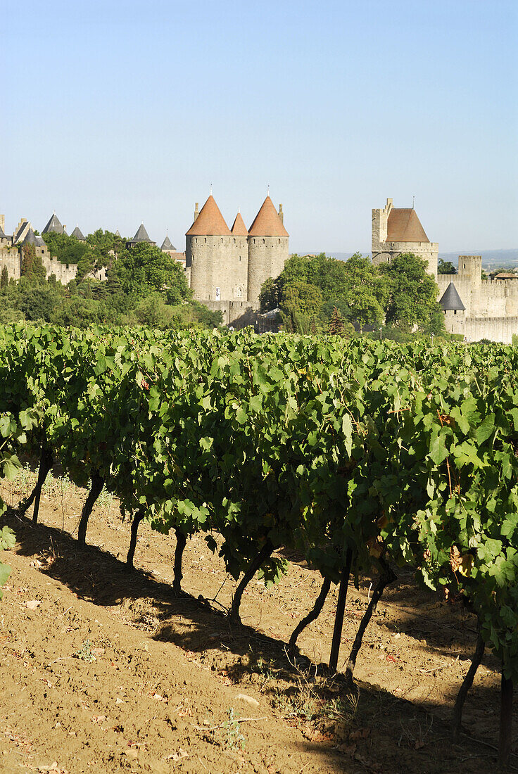 Carcassonne France Grape vines and the medieval walled Cité