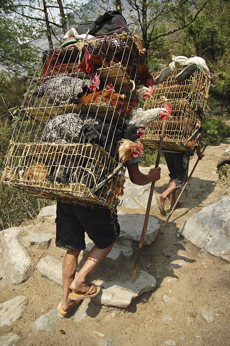 Porters loaded with live chickens  Annapurna Circuit,  Nepal