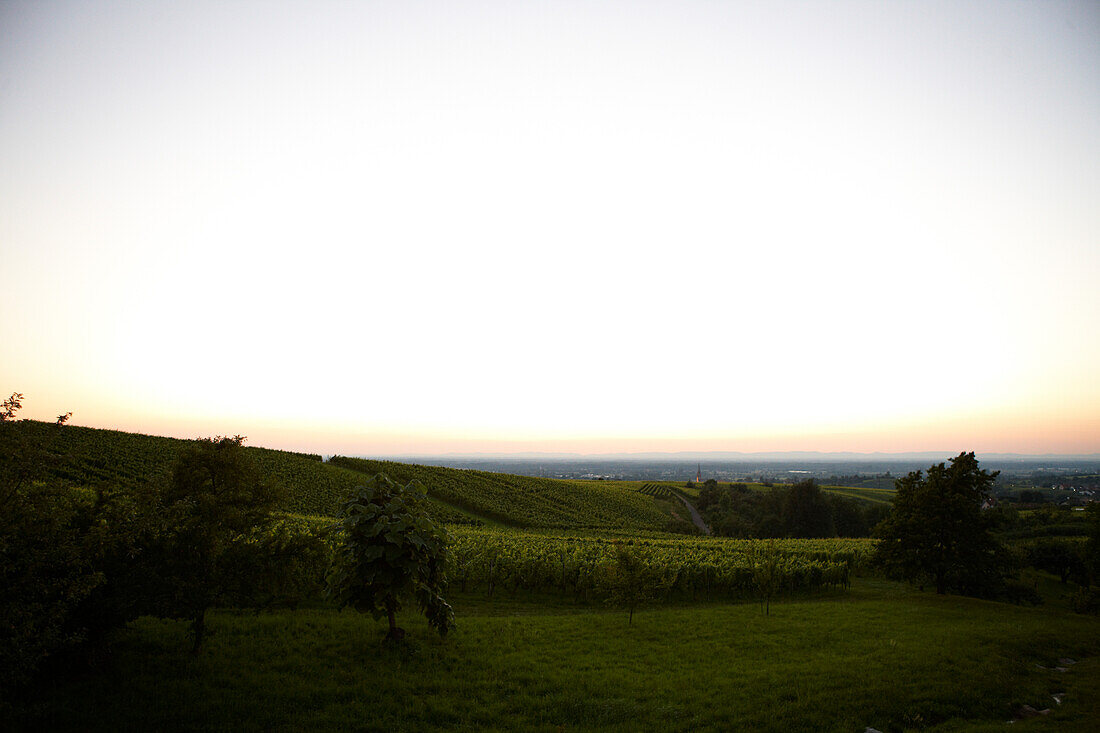 Blick über Weinberge bei Baden-Baden, Baden-Württemberg, Deutschland