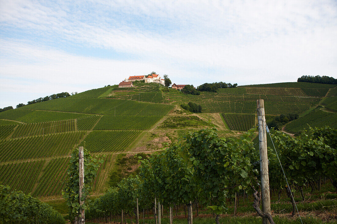 Vineyard, Staufenberg Castle, Durbach-Staufenberg, Baden-Wuerttemberg, Germany