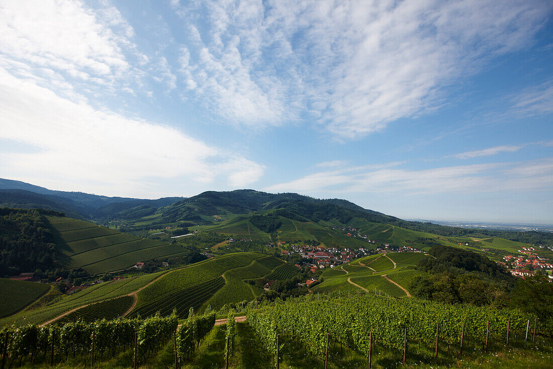 Vineyards, Staufenberg Castle, Durbach-Staufenberg, Black Forest, Baden-Wuerttemberg, Germany