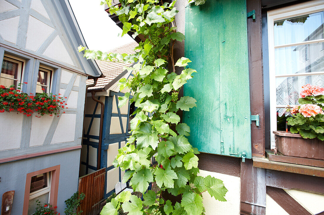 Weinranke an einem Fachwerkhaus, Gengenbach, Schwarzwald, Baden-Württemberg, Deutschland