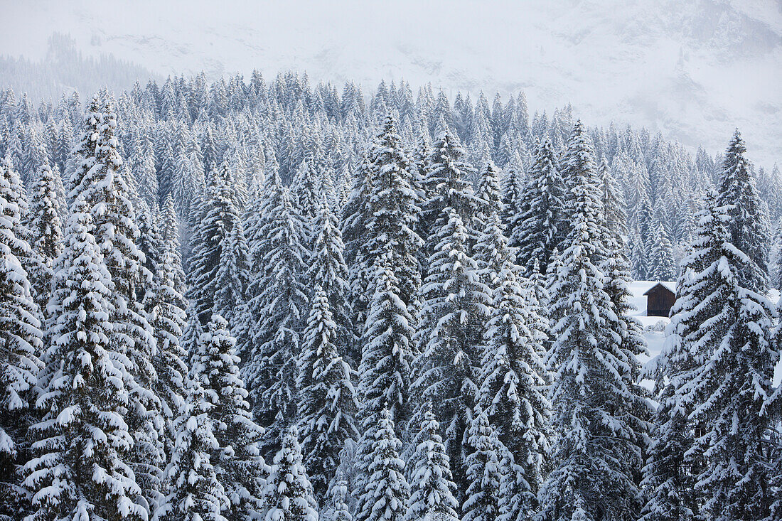 Verschneiter Nadelwald bei Laax, Kanton Graubünden, Schweiz