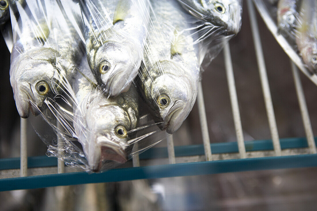 Fische, Restaurant Doga Balik, Istanbul, Türkei