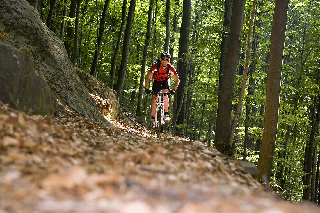Mountain biker passing forest trail, Palatine Forest, Rhineland-Palentine, Germany