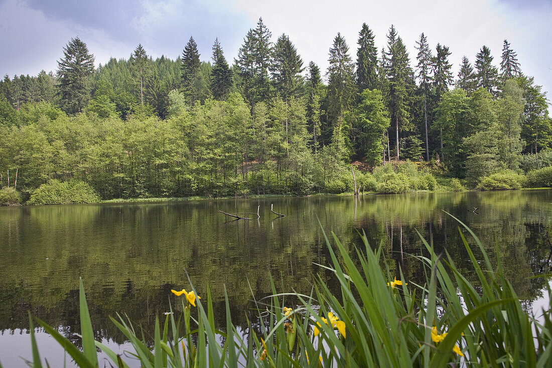 Lake, Neuhoefer Valley, Palatine Forest, Rhineland-Palentine, Germany