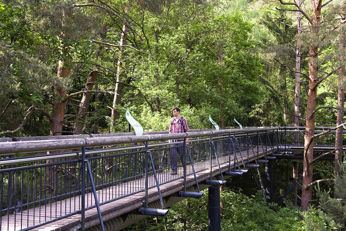 Baumkronenpfad, Biosphärenhaus, Fischbach bei Dahn, Pfälzer Wald, Rheinland-Pfalz, Deutschland