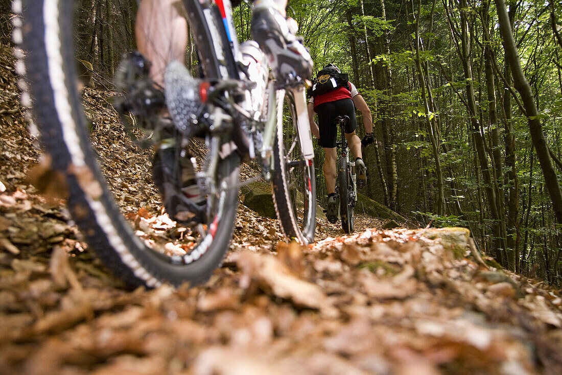 Mountainbikers passing forest trail, Palatine Forest, Rhineland-Palentine, Germany