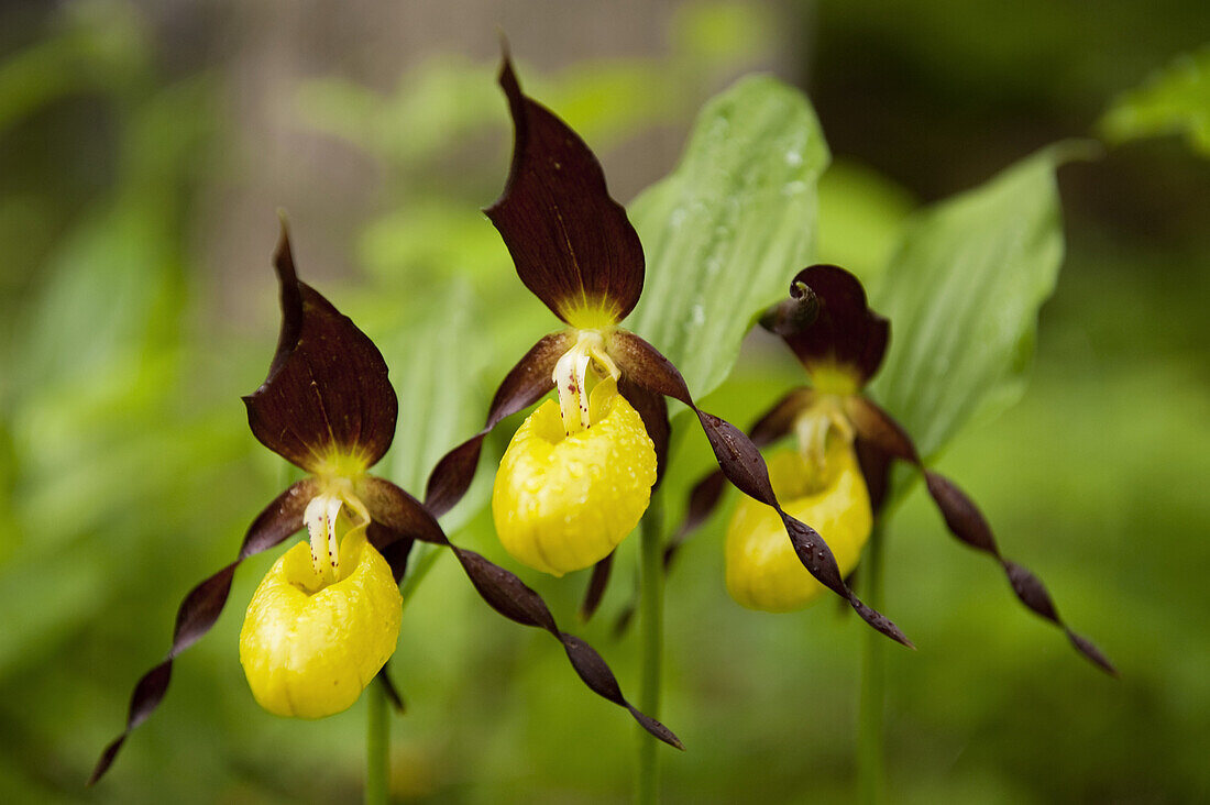 Frauenschuh, Cypripedum calceolus, Kaisertal, Ebbs, Tirol, Österreich