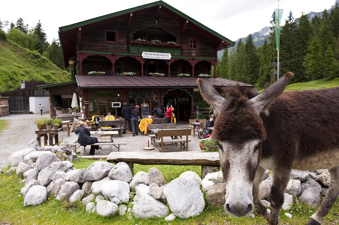 Donkey, Anton-Karg-Hut in background, Kaisertal, Ebbs, Tyrol, Austria