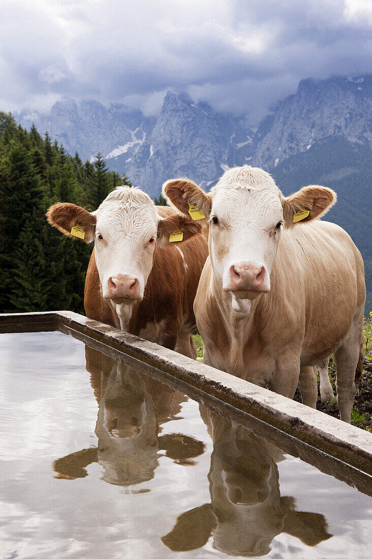 Kühe bei der Ritzau Alm, Kaisertal, Ebbs, Tirol, Österreich