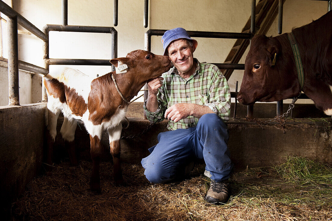 Farm servant with calf inside a cowshed, Kaisertal, Ebbs, Tyrol, Austria