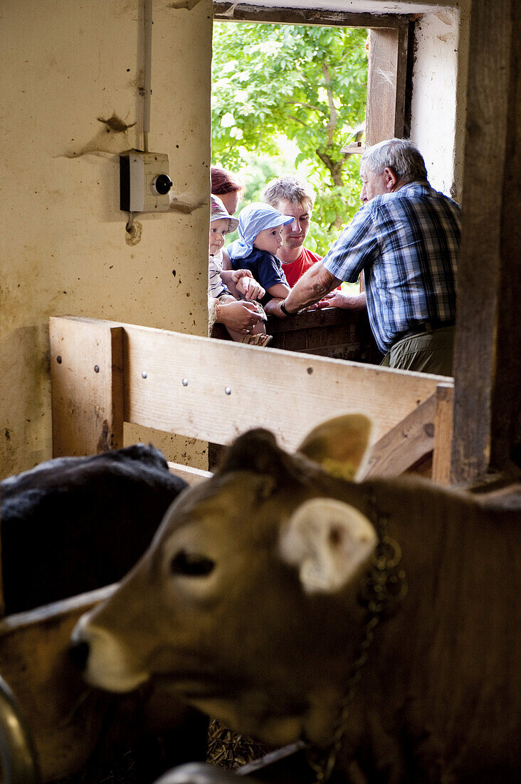 Farm servant in cowshed, farm Hinterkaiserhof, Kaisertal, Ebbs, Tyrol, Austria