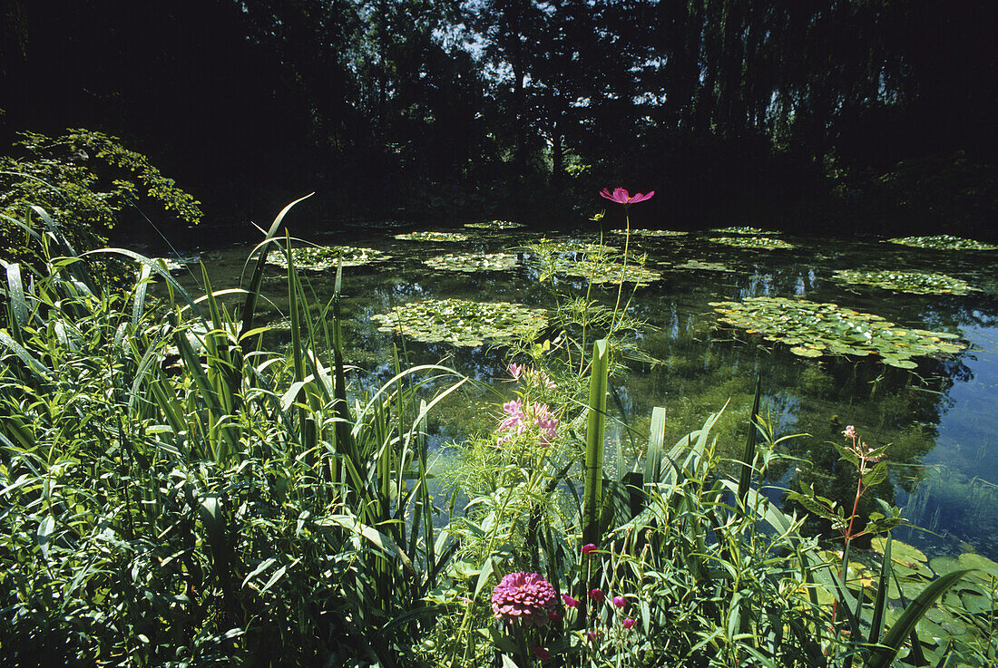 Lily pond in Monets garden, Giverny, Normandy, France, Europe