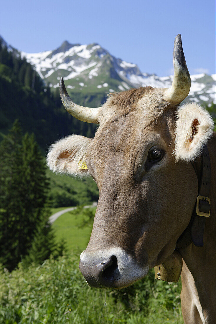 Allgäuer Milchkuh, Hintersteiner Tal, Bad Hindelang, Allgäu, Schwaben, Bayern, Deutschland