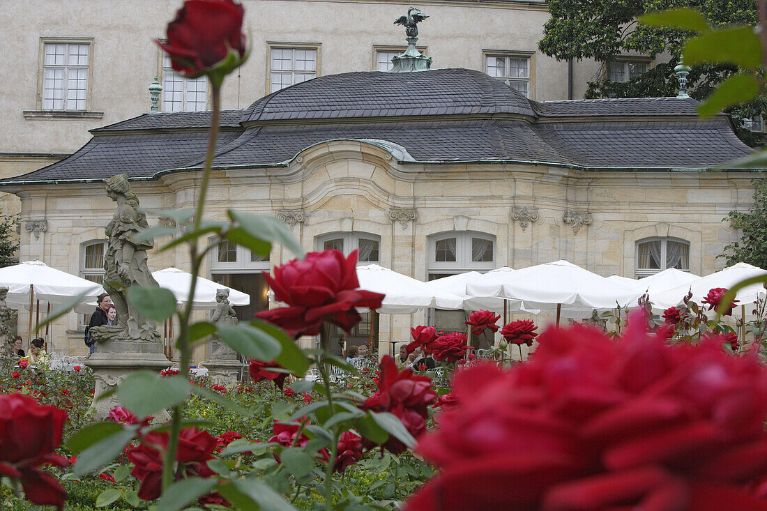 Rose garden of the Neue Residenz, Bamberg, Upper Franconia, Bavaria, Germany