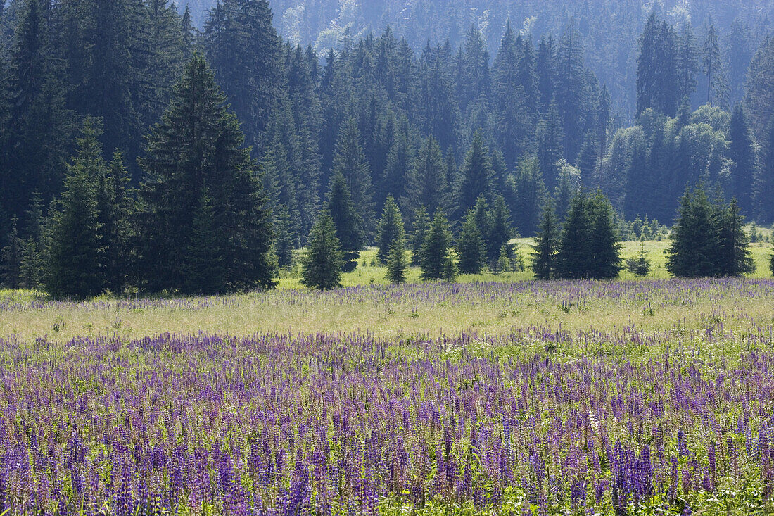 Meadow of lupines near Lenora, South Bohemia, Sumava, Czech republic