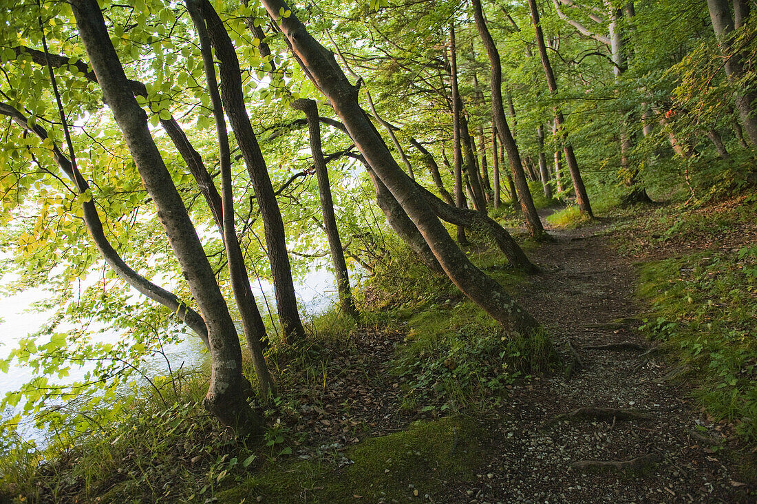 Forest trail, Berg, Upper Bavaria, Germany