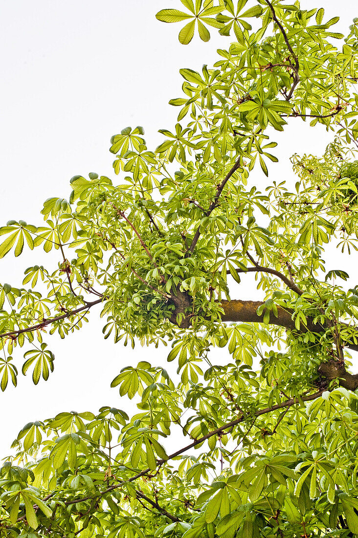 Chestnut tree, Berg, Upper Bavaria, Germany