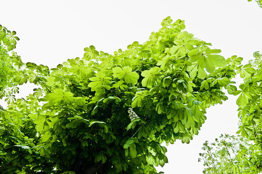 Kastanienbaum im Frühling, Berg, Oberbayern, Deutschland