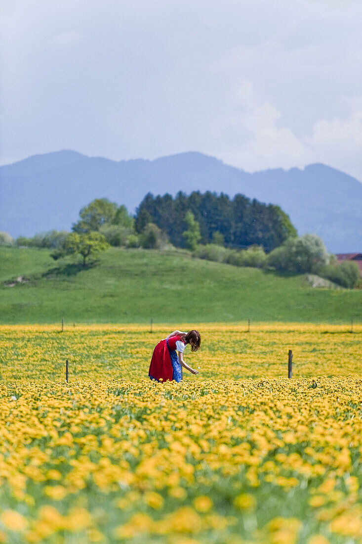Girl in meadow of dandelions, Antdorf, Upper Bavaria, Germany