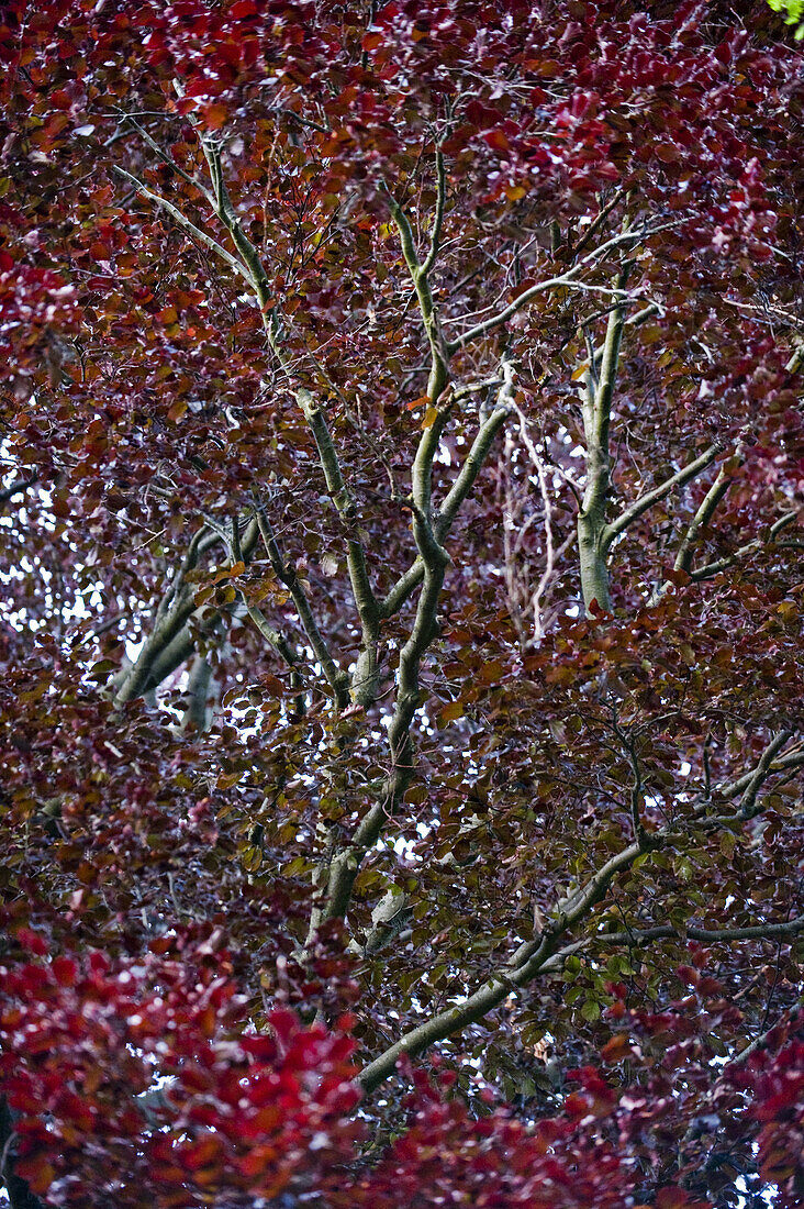 Close-up of a beech tree, Berg, Bavaria, Germany