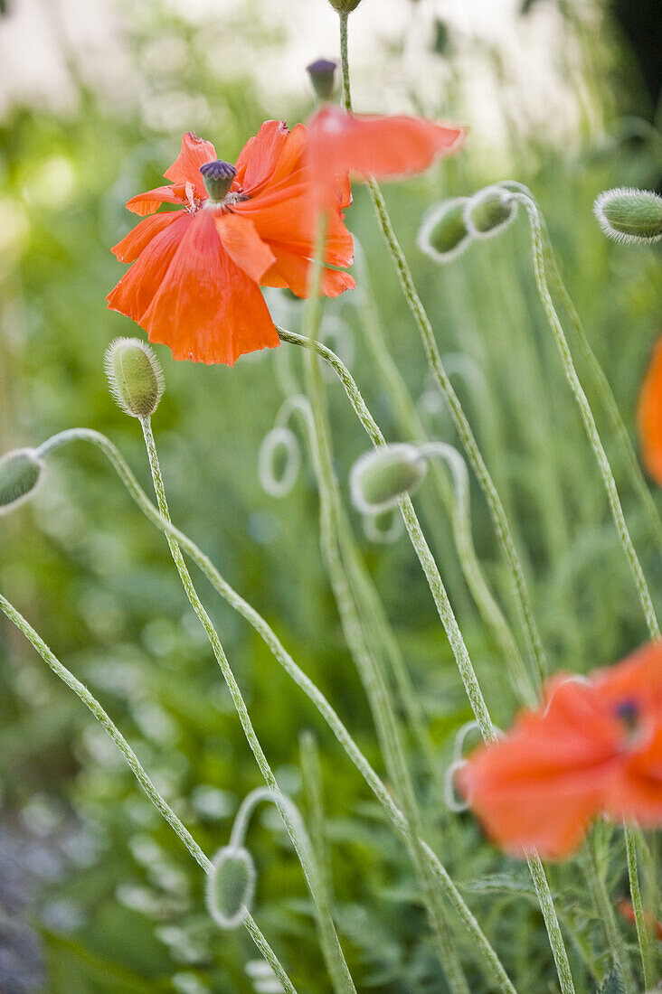 Blühender Klatschmohn, Berg, Bayern, Deutschland