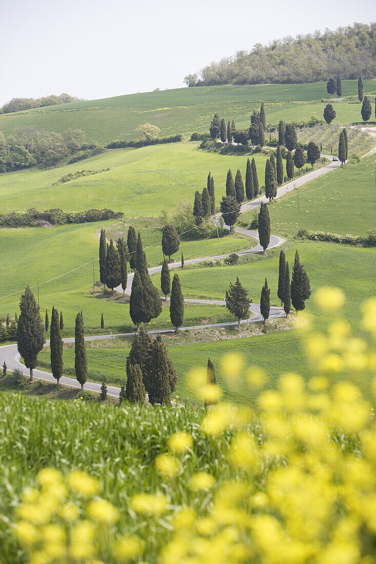 Geschwungene Zypressenallee in Montichiello, Toskana, Italien